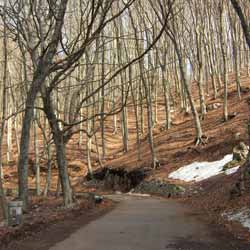 Monte Faito - Forêt